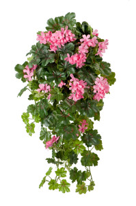 20.1090PK Герань ампельная ярко-розовая Цветочная коллекция