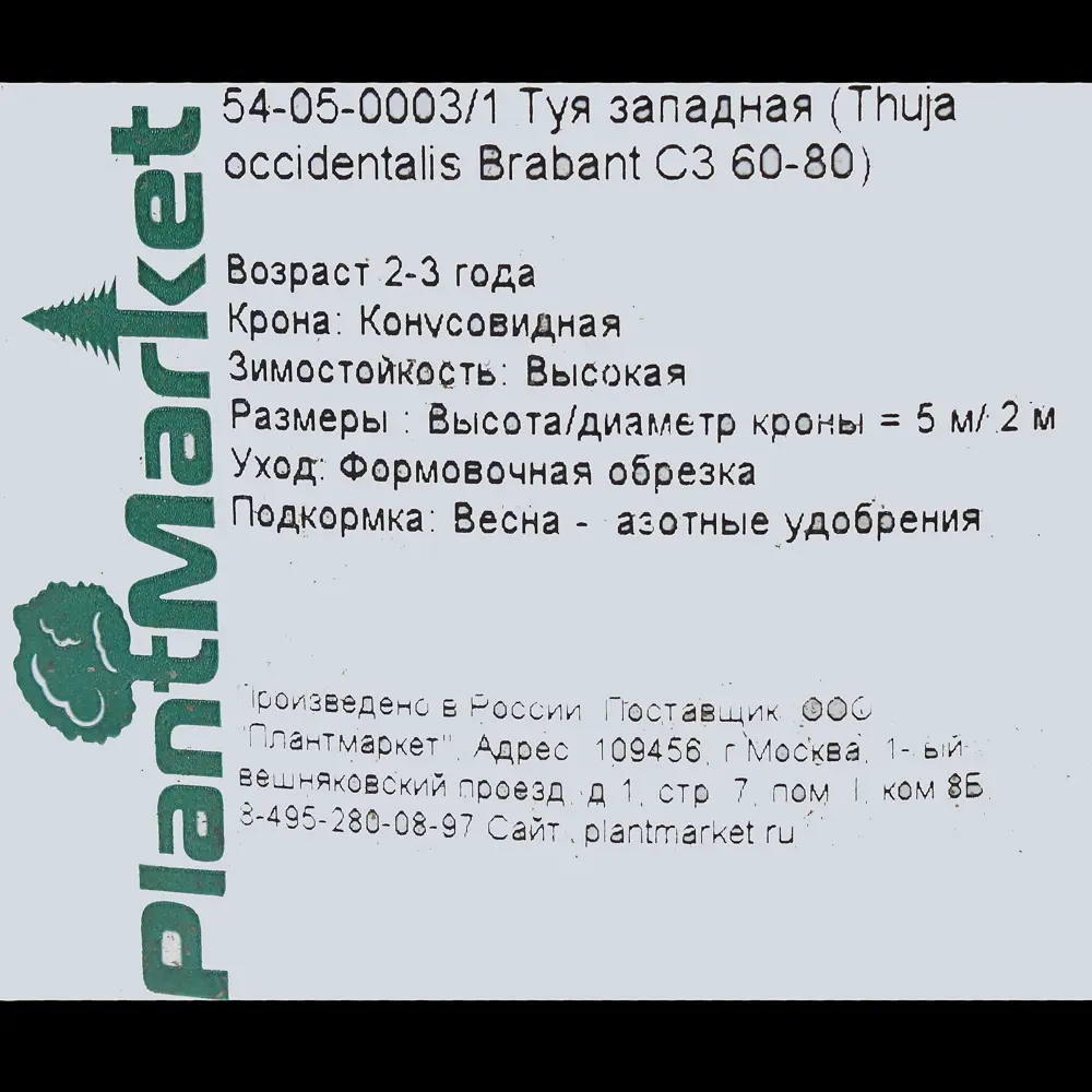 Туя западная «Смарагд» С3, 60-70 см 81969346 STLM-2186965 PLANTMARKET  - Вид №2
