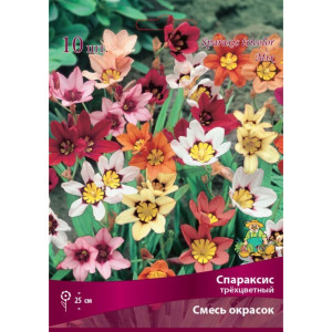 Спараксис трёхцветный Бордо микс луковица 5 ПОИСК