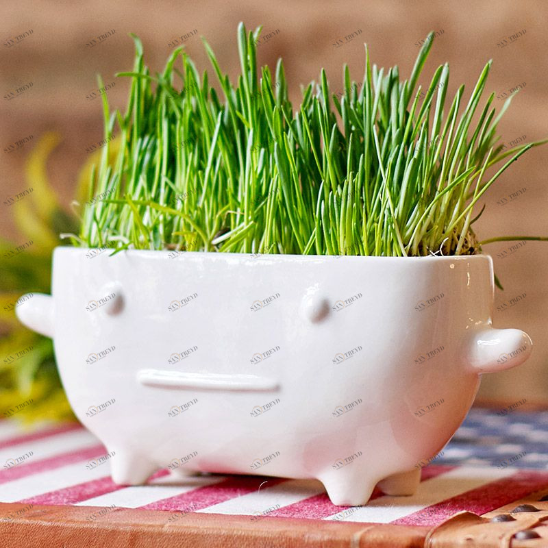 Набор для выращивания Eco Буль ЭКОЧЕЛОВЕКИ 8002