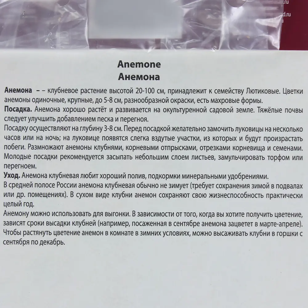 Анемона корончатая ПОИСК - изящный цветок для сада 82000158 STLM-0959253 - Вид №2