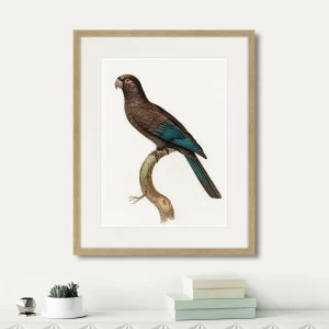 Литография на тонированной бумаге 52х42 см Beautiful parrots №10, 1872г. КАРТИНЫ В КВАРТИРУ  264300 Белый;коричневый;разноцветный