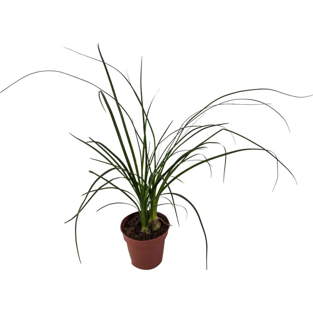 Santreyd Нолина рекурвата — бутылочное дерево для интерьера 82578949 STLM-1479820