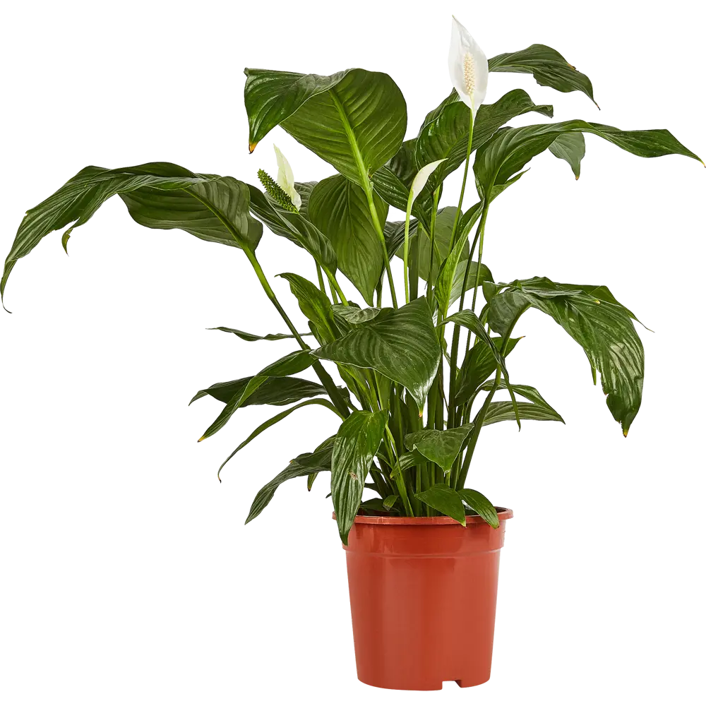 Santreyd Спатифиллум 'Женское счастье' - живая элегантность в интерьере 86750221 STLM-0071269