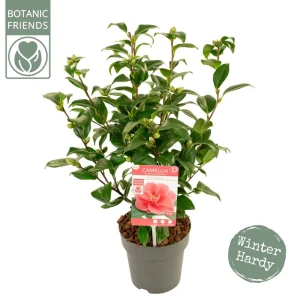 Камелия японская комнатная Ø14 см 89356272
