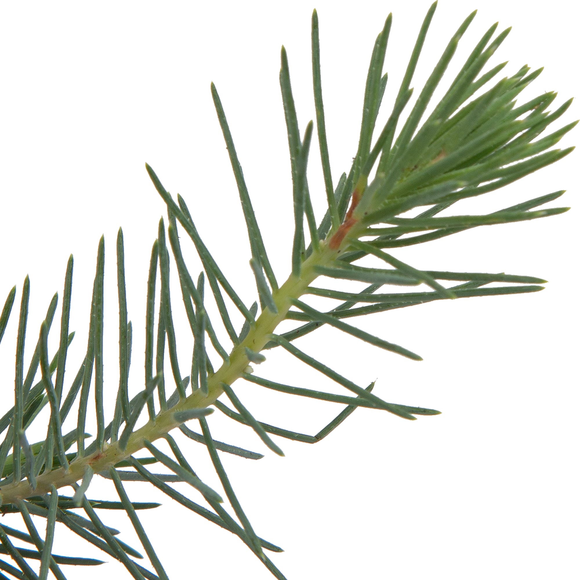 82769601 Сосна в рождественском пакете 10.5x35 см Santreyd  - Вид №1