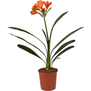 Кливия Santreyd - цветущее комнатное растение с эффектными соцветиями 14750380