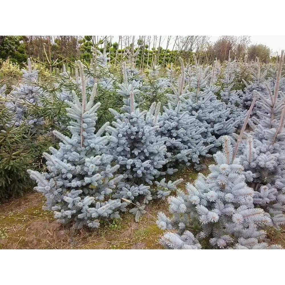 Ель колючая Хупси ø15 h45 см 84834198 STLM-2051408 PLANTMARKET 