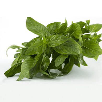 Базилик зелёный Santreyd 1876