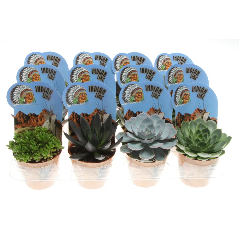 Santreyd: Суккулентный микс для интерьера в горшке 8.5×15 см 89390777 STLM-1498337