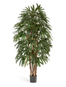 10.36208N Рапис пальма широколистная Цветочная коллекция