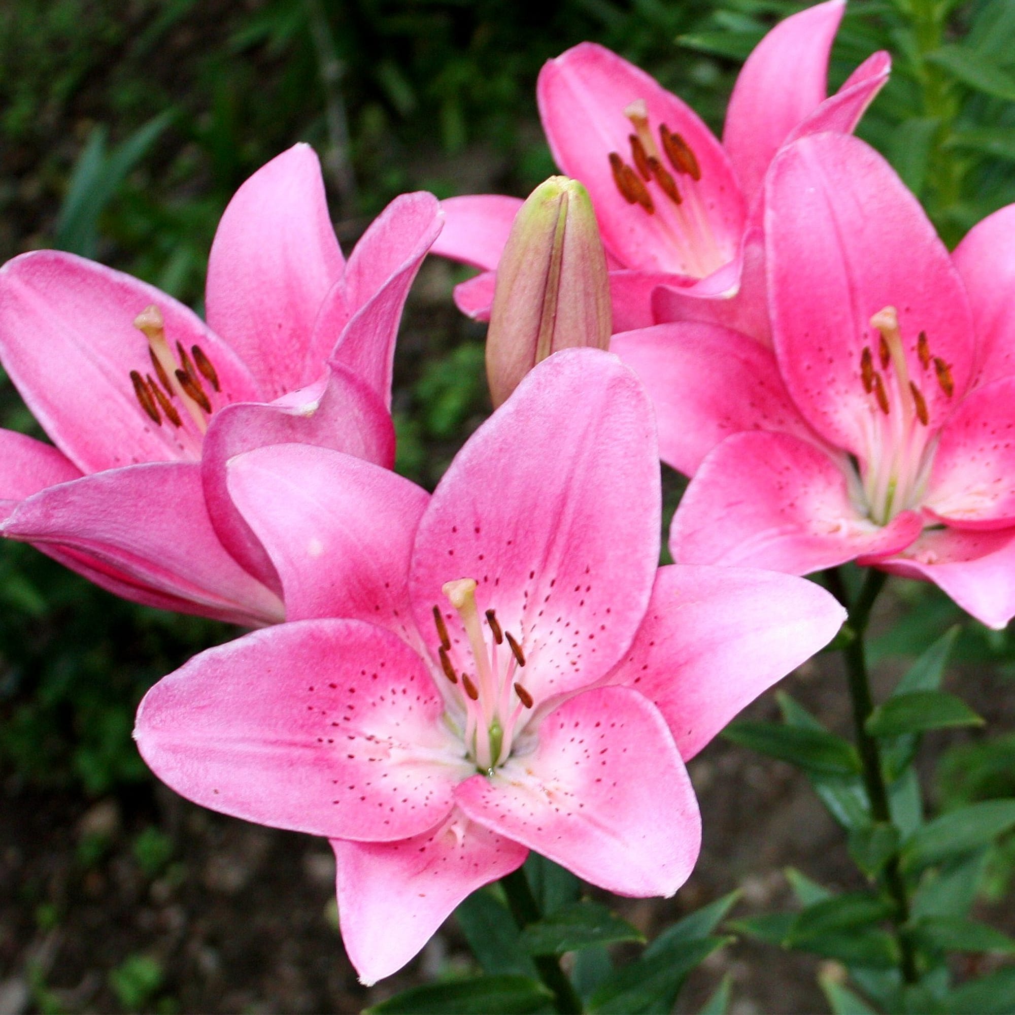 17897651 Лилия в сортах (V1.5л) Santreyd  - Вид №3