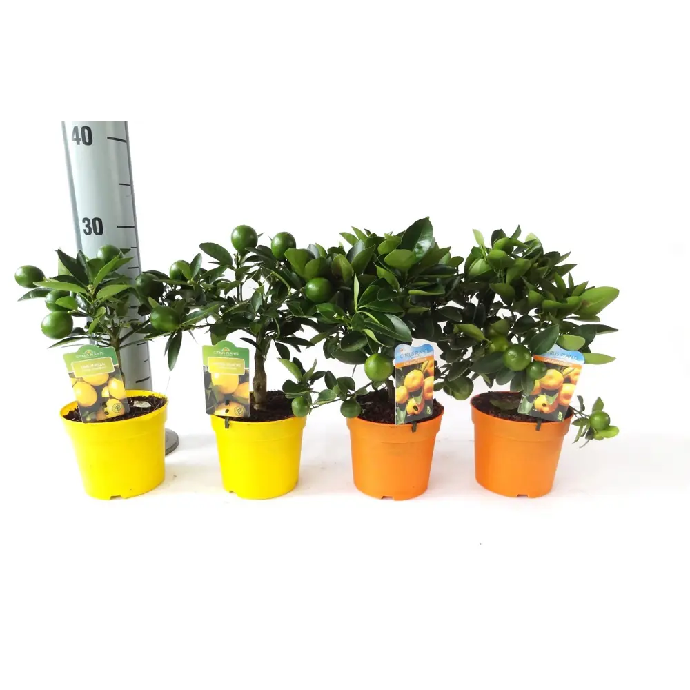 Santreyd Цитрус микс - декоративное цитрусовое растение для интерьера 82578901 STLM-0030469 - Вид №3