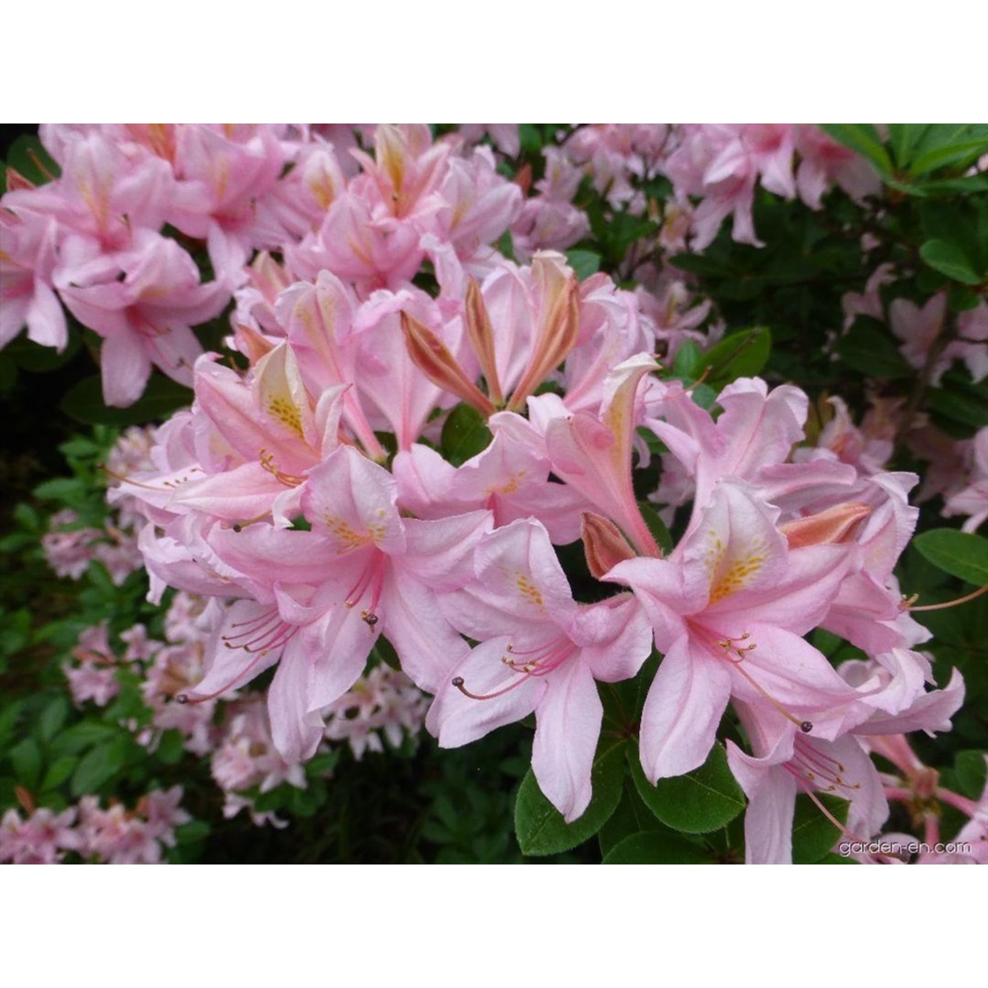 82601860 Азалия «Нэп-Хилл Суар Де Пари» 9x40 см Santreyd  - Вид №3