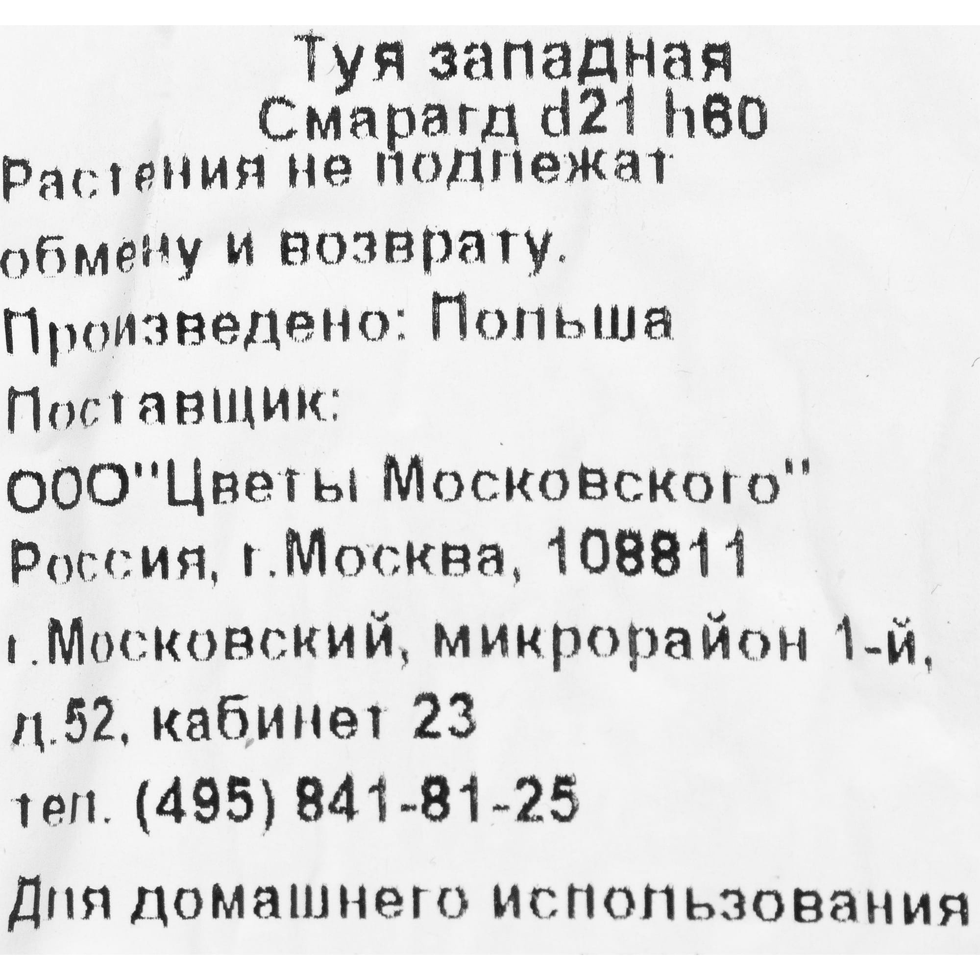 82219053 Туя западная «Смарагд» 2.5 л h60 см Santreyd  - Вид №1