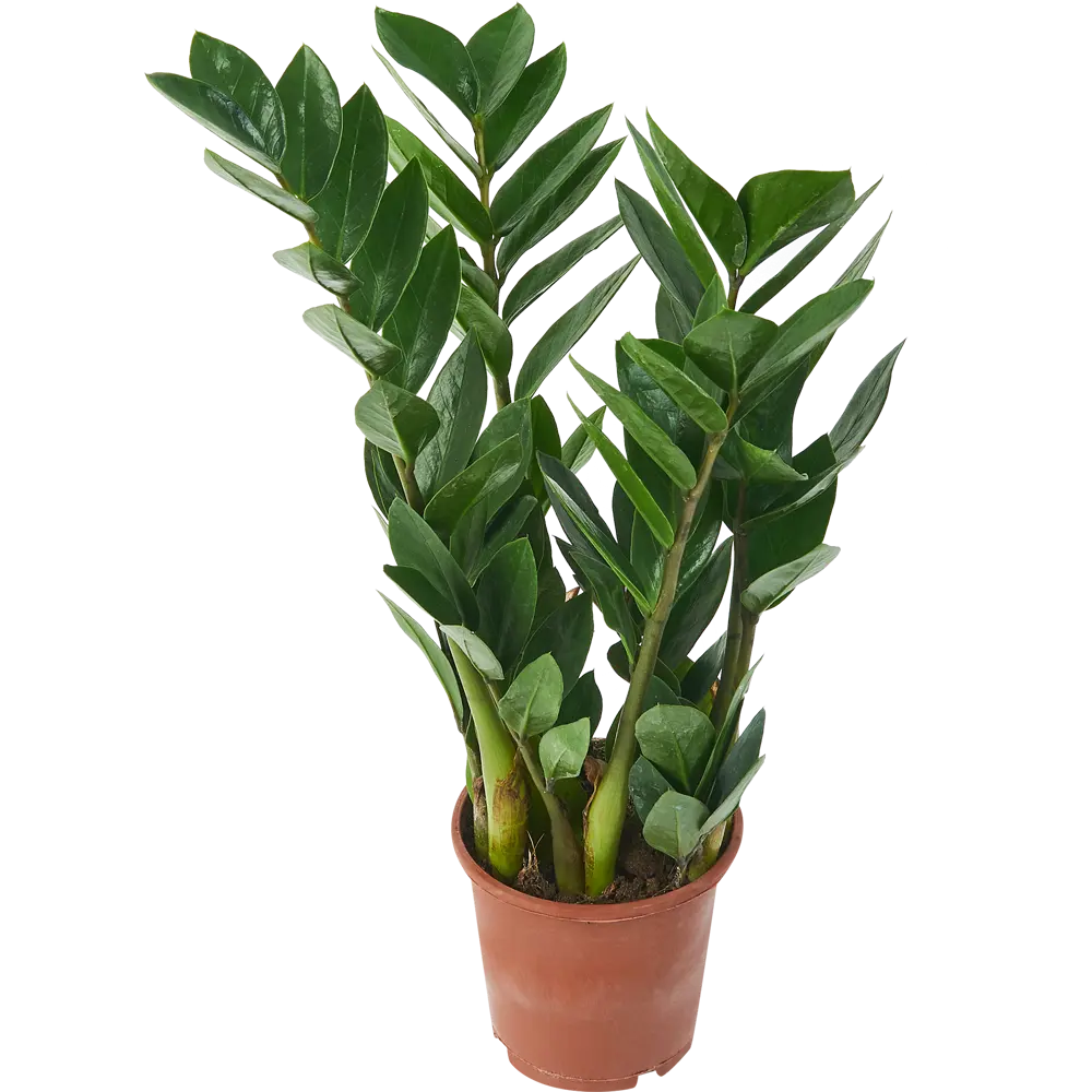 Santreyd Замиокулькас Ланцетовидный — неприхотливый комнатный акцент 85324964 STLM-0061528 - Вид №1