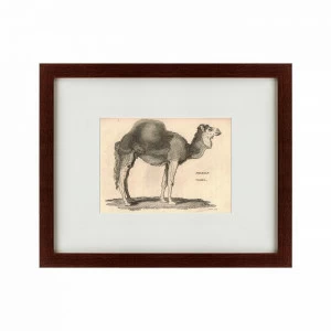 Литография на тонированной бумаге 42х52 см Arabian Camel, 1809 КАРТИНЫ В КВАРТИРУ  135666 Бежевый;белый;коричневый;разноцветный