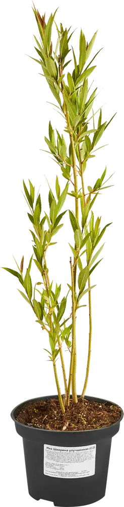 Santreyd Ива декоративная с плакучей кроной 80 см 87811881