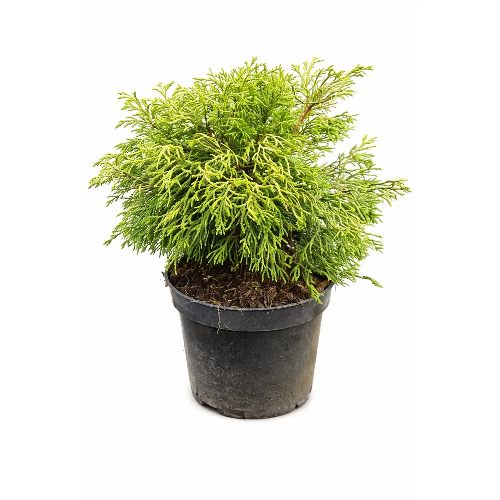 Кипарисовик туполистный Цаццуми Голд ø13 h15 см Santreyd STLM-2171388