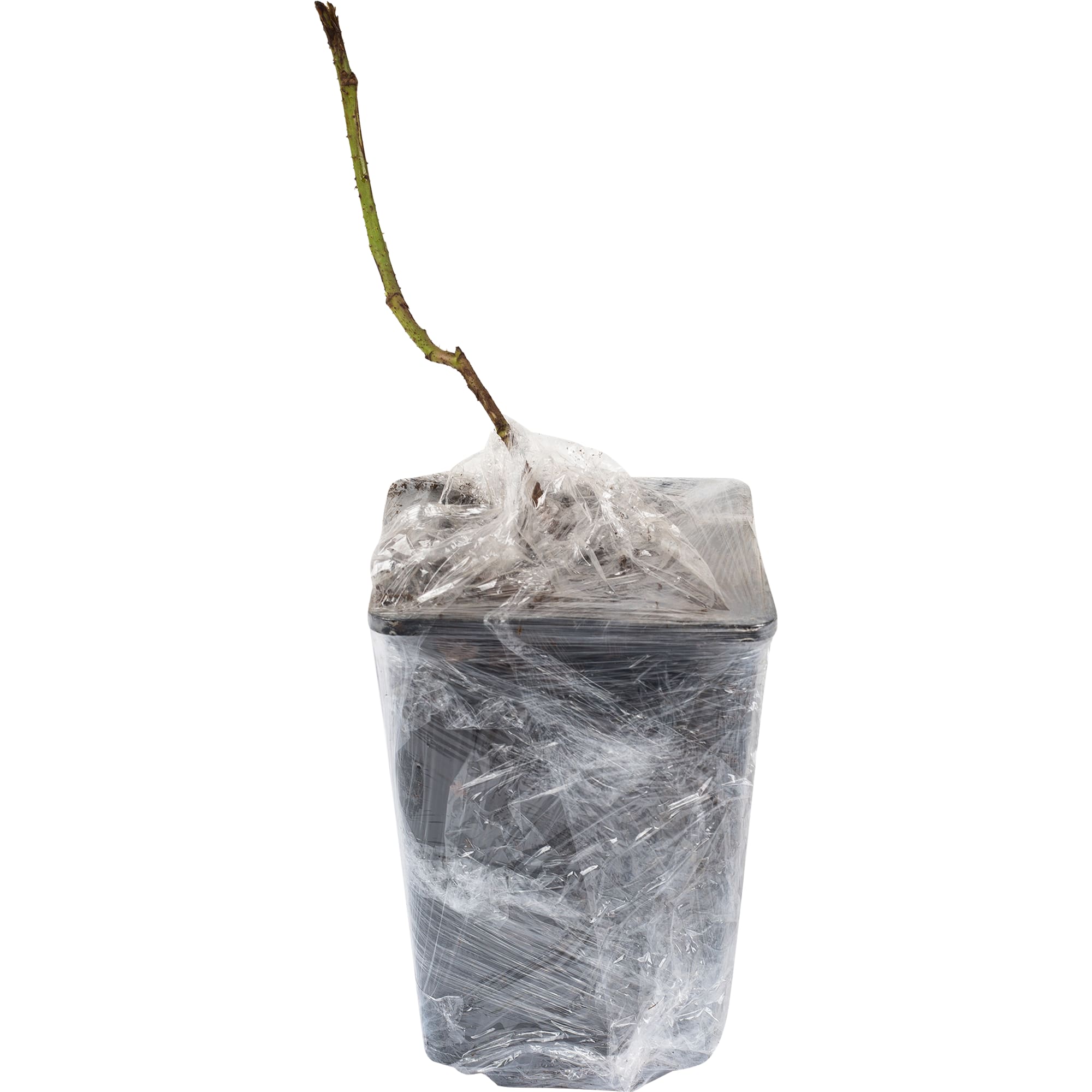 82155344 Ежемалина «Тайберри» в коробке Santreyd  - Вид №1