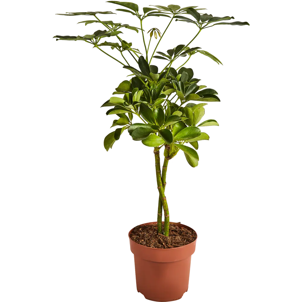 Santreyd Шеффлера Голд Капелла — Звездный лист с золотистыми узорами 89352946 STLM-1393580 - Вид №1