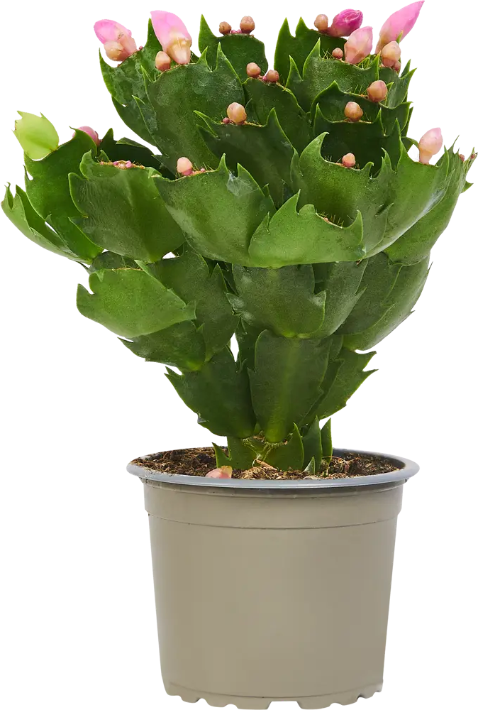 Santreyd Шлюмбергера микс - рождественский кактус в горшке ø10 h30 см 85325014