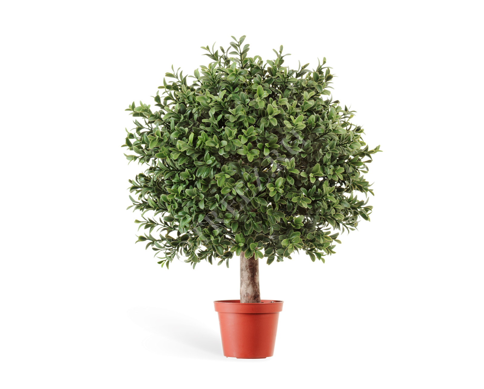 10.44530N Самшит Шар уличный на коротком стволе Цветочная коллекция 