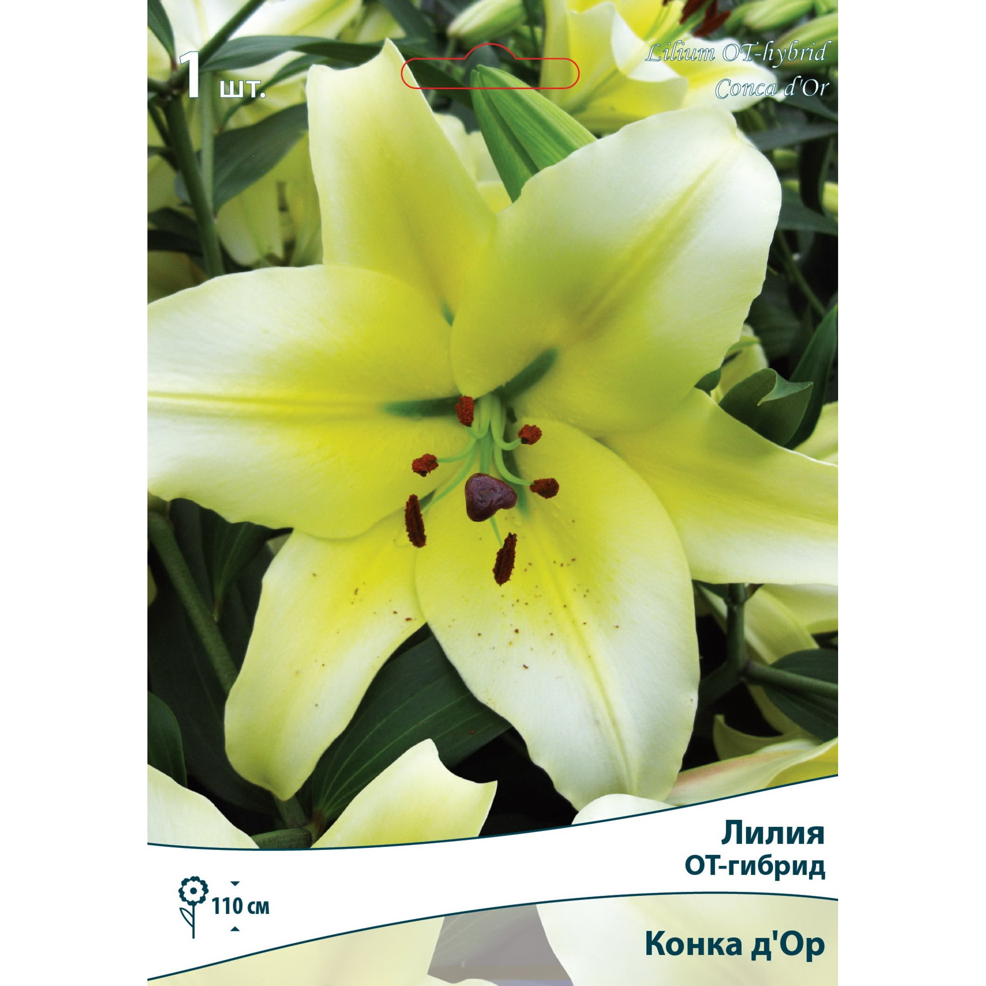 82319563 Лилия ОТ-гибрид «Конка д Ор» размер луковицы 14/16 Santreyd  - Вид №2