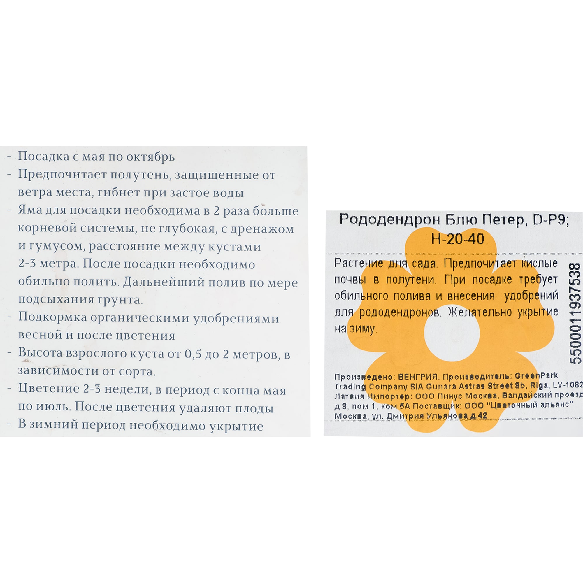 17892050 Рододендрон Блю Петер P9 Santreyd 