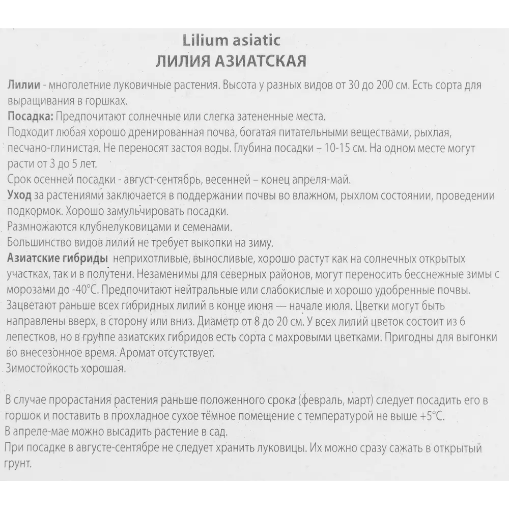 Лилия азиатская махровая Пинк Блоссом 85205793 STLM-2107455 ПОИСК  - Вид №2