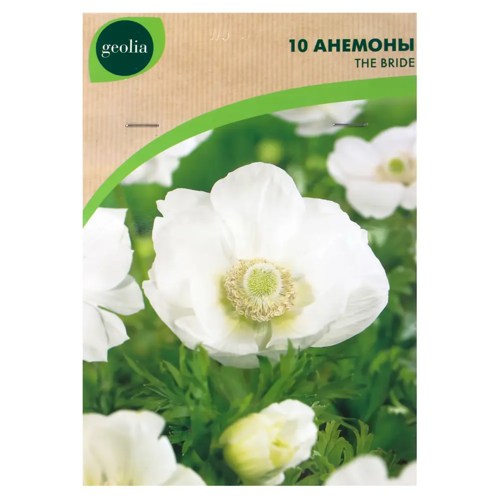 Анемона Geolia «Bride», 5х6 см 15548626 STLM-2052487 
