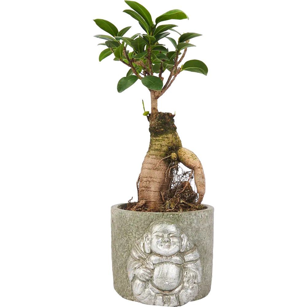 Фикус Микрокарпа Santreyd — изящное комнатное дерево с пышной кроной 85324844 STLM-0061457 - Вид №1