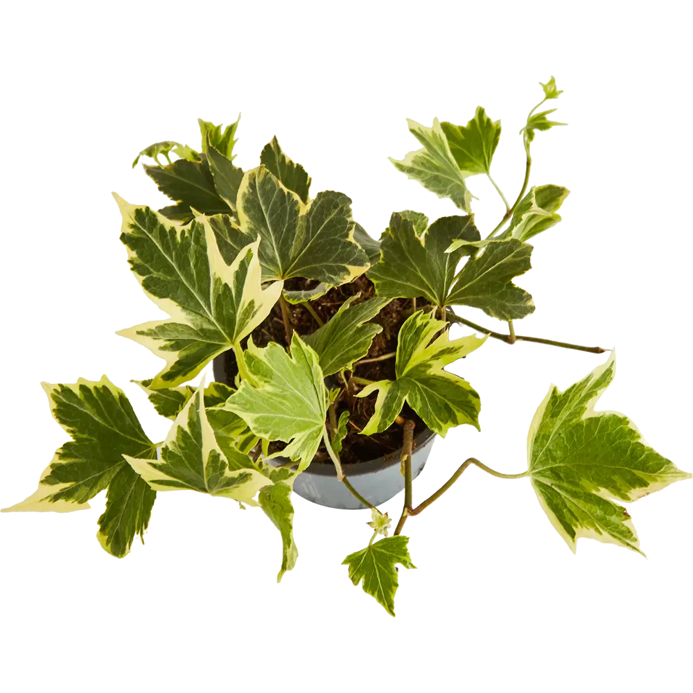 Santreyd Хедера Хеликс микс - живой декор для вертикального озеленения 85324862 STLM-0061474 - Вид №2