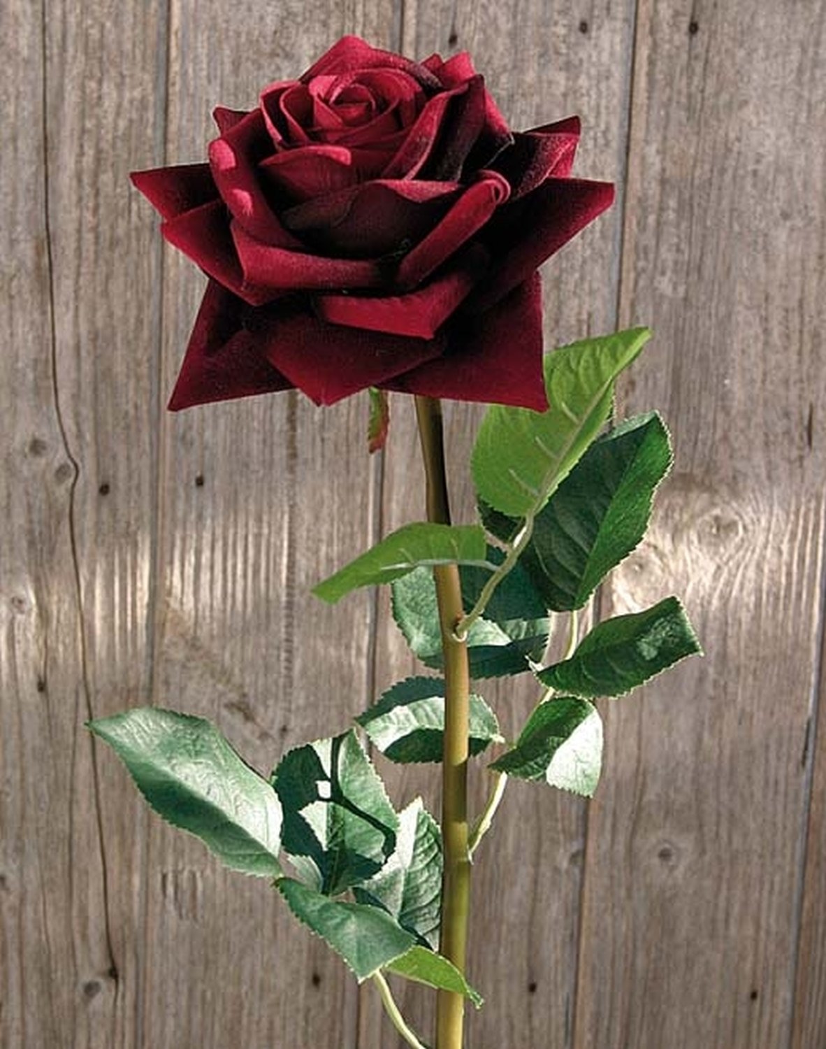 2408 449 a2 Искусственная роза, бархат, 80 см, бордовый H-andreas  - Вид №6