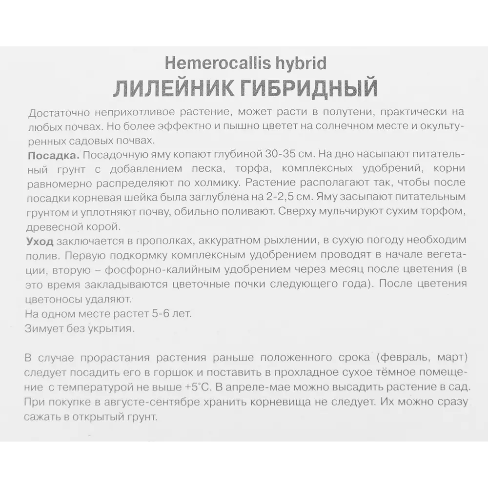 Лилейник Вупи ПОИСК - фиолетовый многолетник для солнечного сада 85186039 STLM-0953112 - Вид №2