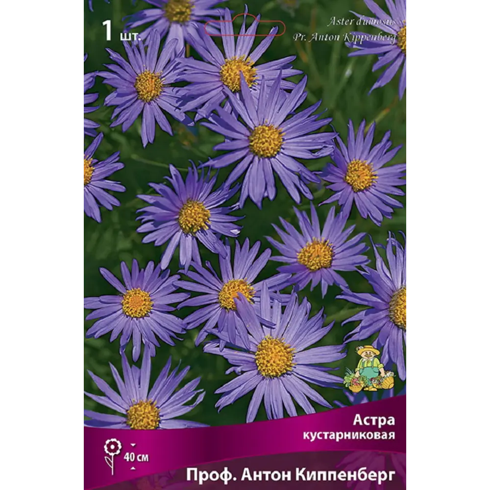 Астра профессор Антон Киппенберг - многолетнее корневище 89433482 ПОИСК STLM-1573244 - Вид №1