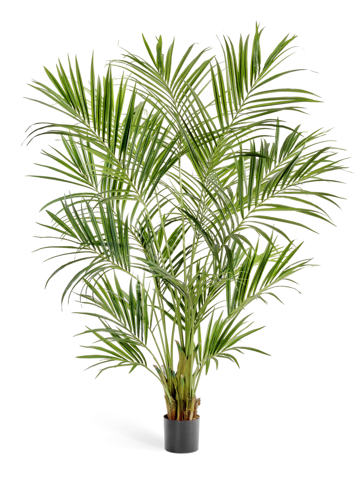 10.1344XL Пальма Кентия (Ховея) де Люкс Цветочная коллекция 