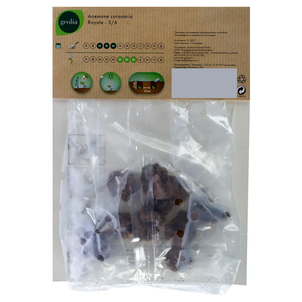 Анемона Geolia «Royale», 5х6 см STLM-2124961 - Вид №1
