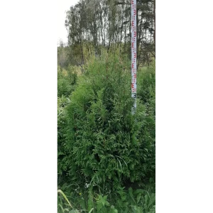 Туя западная Брабант ø48 h120 - 140 см 82779935 STLM-2176432