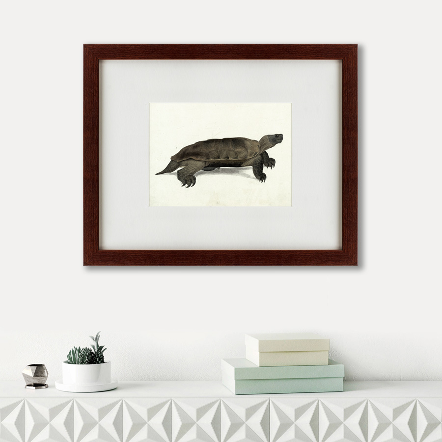 Литография на тонированной бумаге 42х52 см A hand-painted illustration of an Arakan forest turtle, 1 КАРТИНЫ В КВАРТИРУ  135777 Белый;коричневый;черный;разноцветный  - Вид №1
