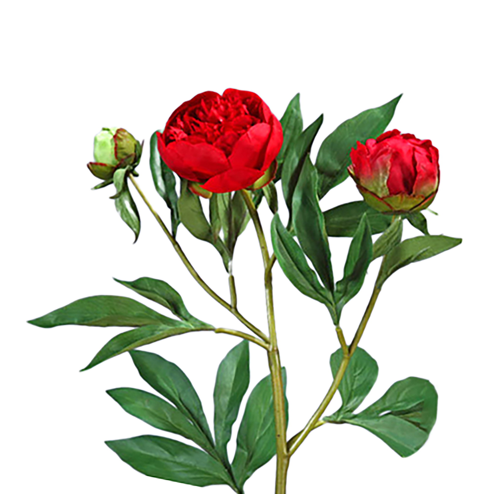 2000983204905 Пион красно-бордовый ветвь 60 см UMAGE 