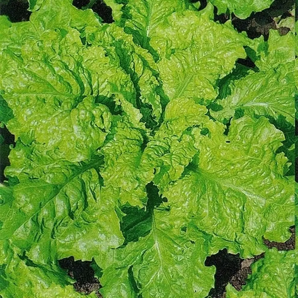 САДОК Салат листовой Неженка - раннеспелый сорт для свежих витаминов 18580509 STLM-0011499