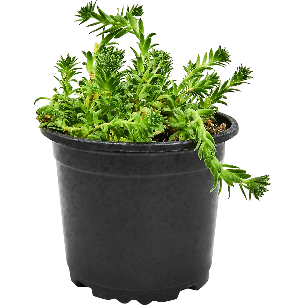 Santreyd Молодило — вечнозеленый суккулент для альпинариев и домашнего декора 89296623 STLM-0813698 - Вид №1