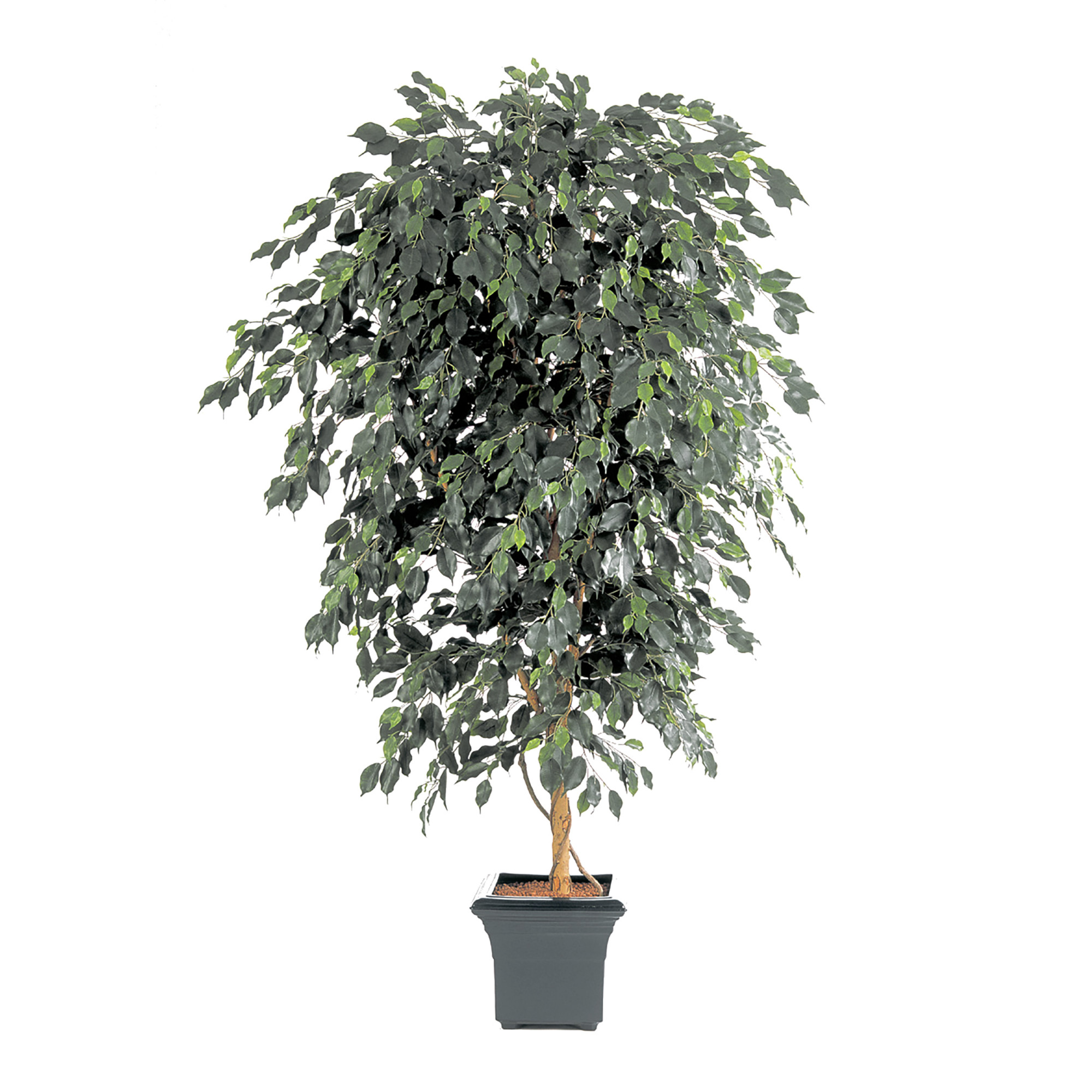 2000983189875 Фикус Бенджамина де люкс 240 см COSMO RED 