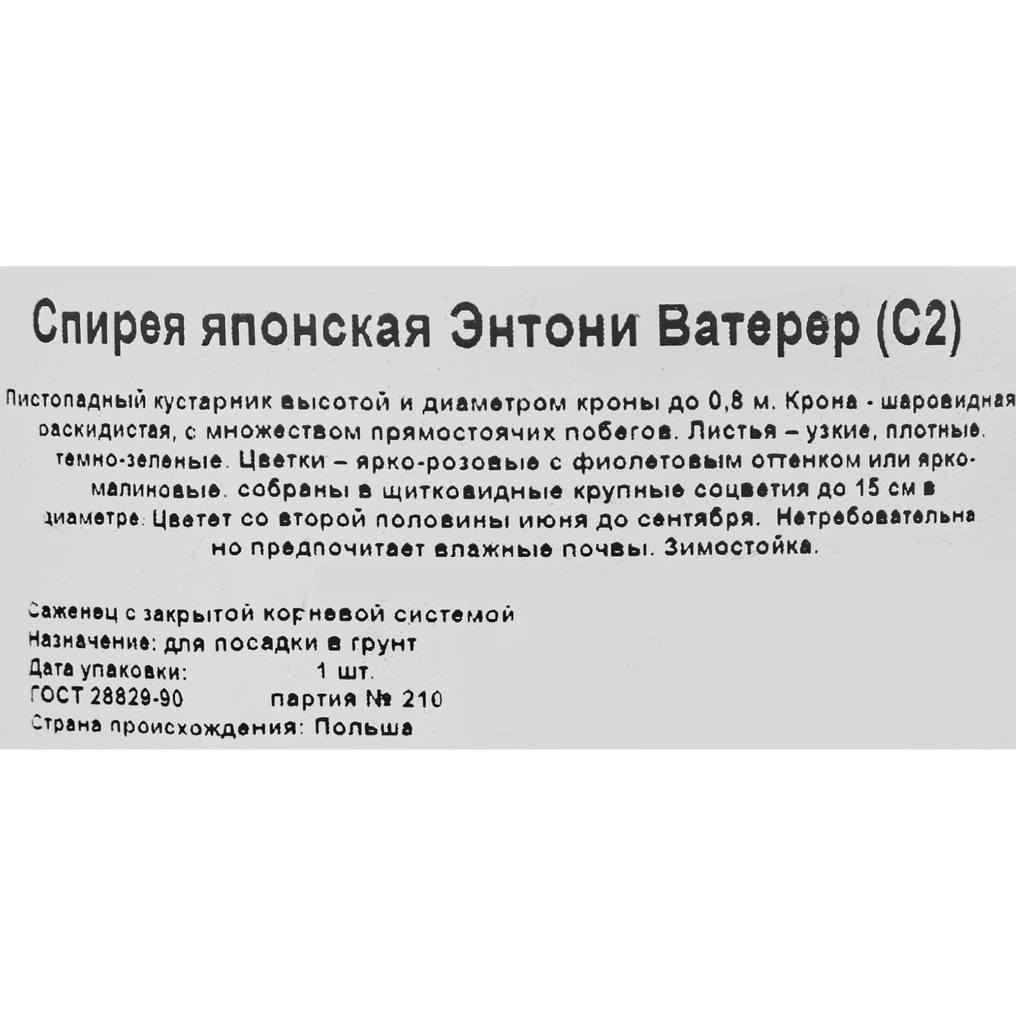 85325006 Спирея японская Энтони Ватерер ø17 h30 см Santreyd 