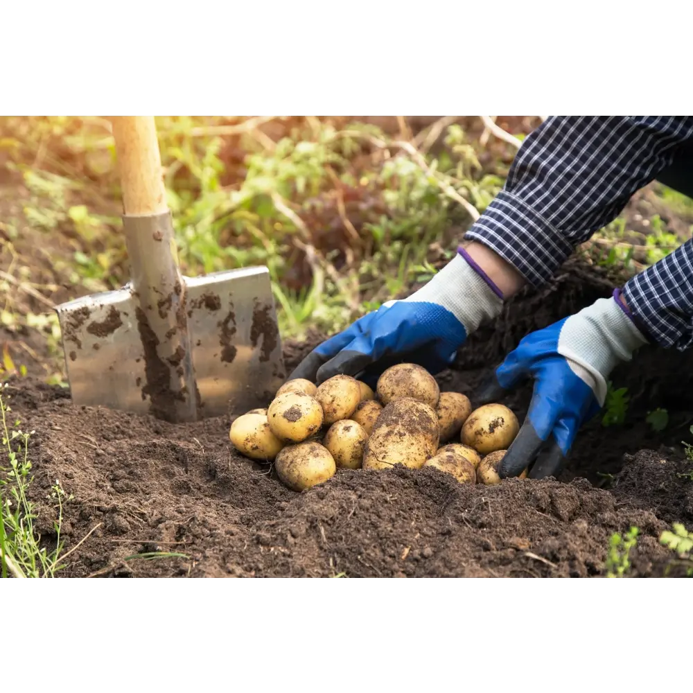 Перчатки садовые Geolia для сбора урожая размер S цвет белый 86283508 STLM-2184723 