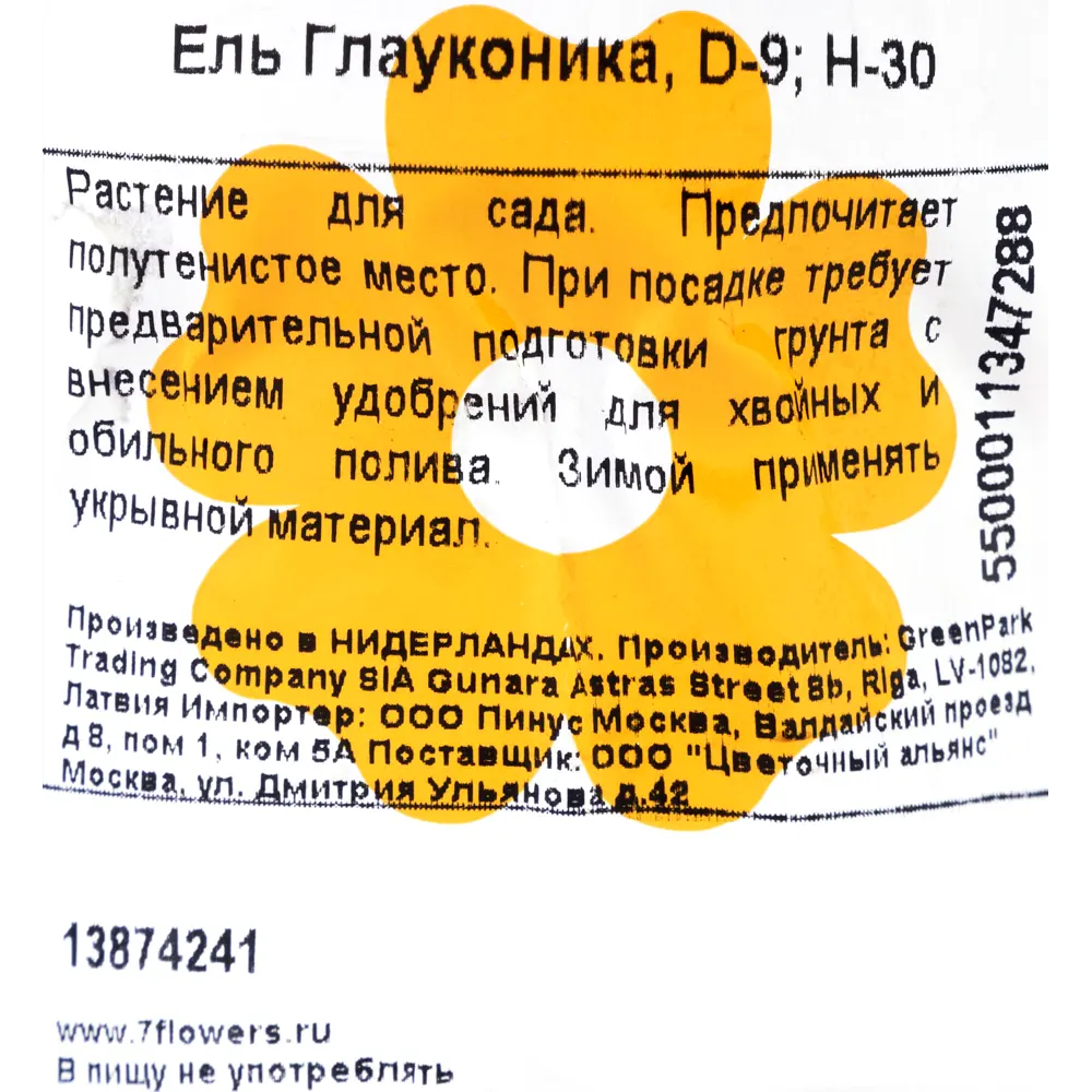 Ель живая Глаука Коника ø9 h30 см 13874241 STLM-2164093 Santreyd  - Вид №1