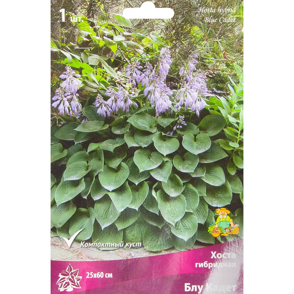 Хоста Блу Кадет ПОИСК - многолетник для тенистого сада 85205447 STLM-1473239