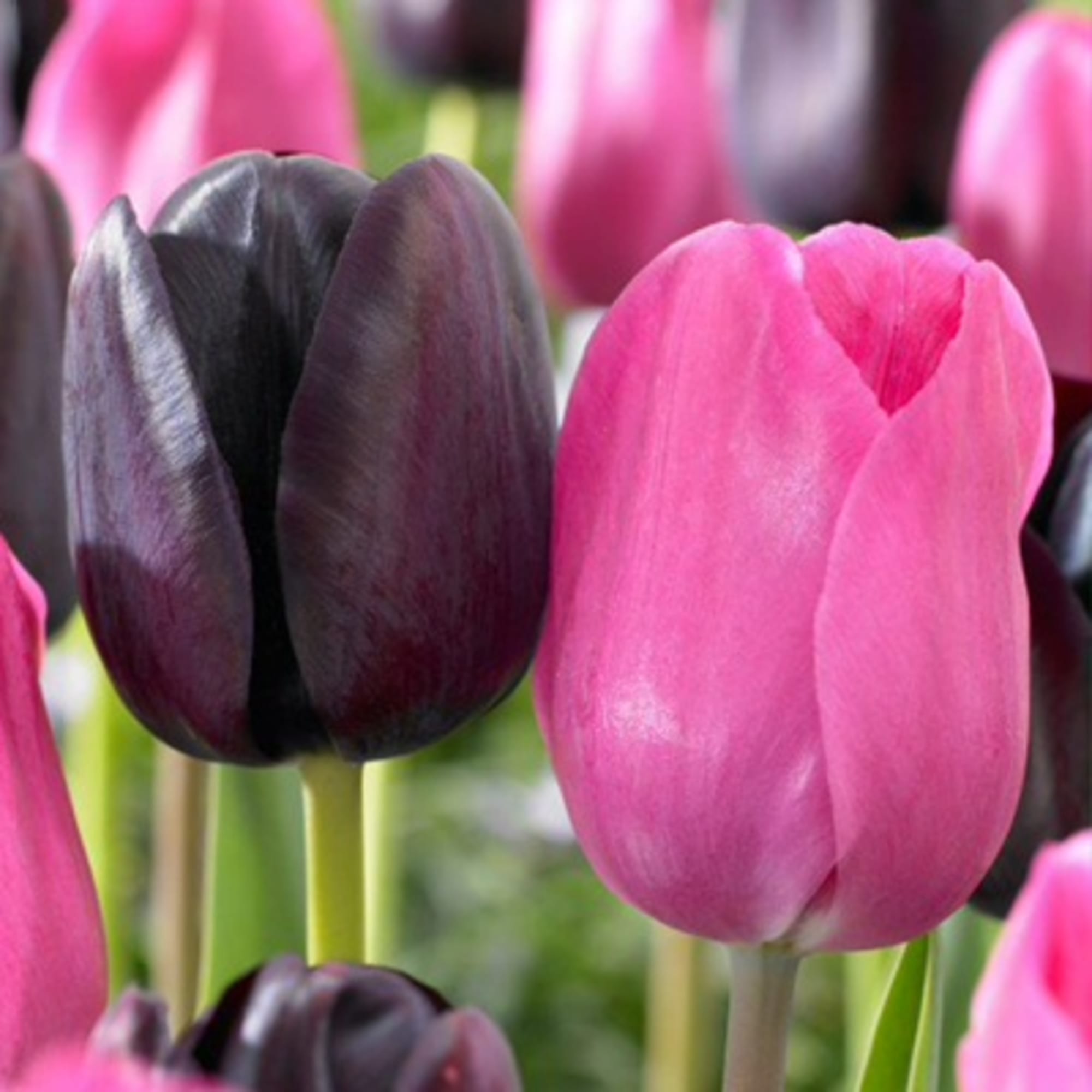 89078581 Тюльпан Дуэт микс луковица 12/, 7 шт Santreyd 