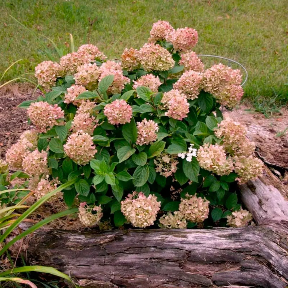 Гортензия метельчатая Граффити ø15 h20 см 89465487 STLM-2020908 PLANTMARKET 